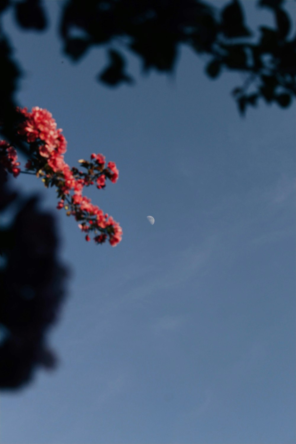 a tree branch with a half moon in the background