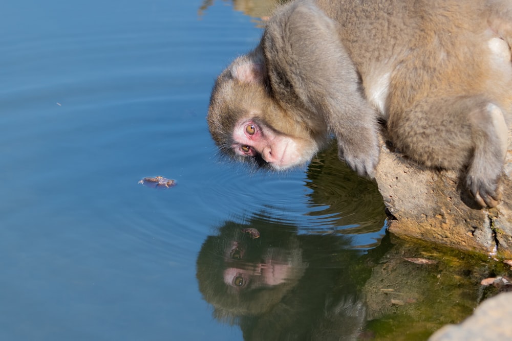 a monkey is drinking water from a pond