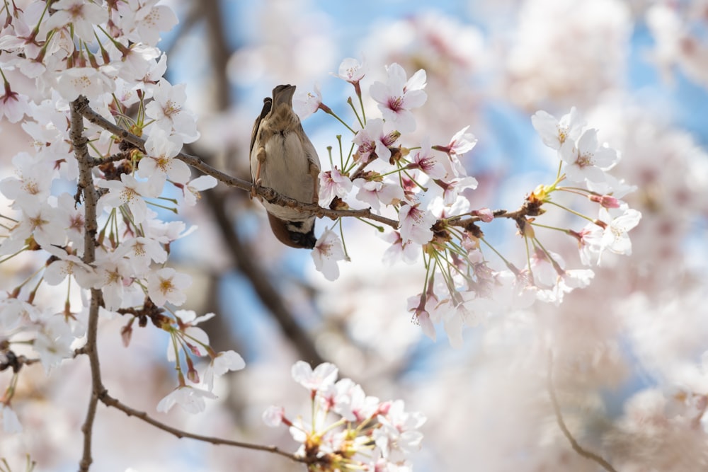 a bird sitting on a branch of a cherry blossom tree