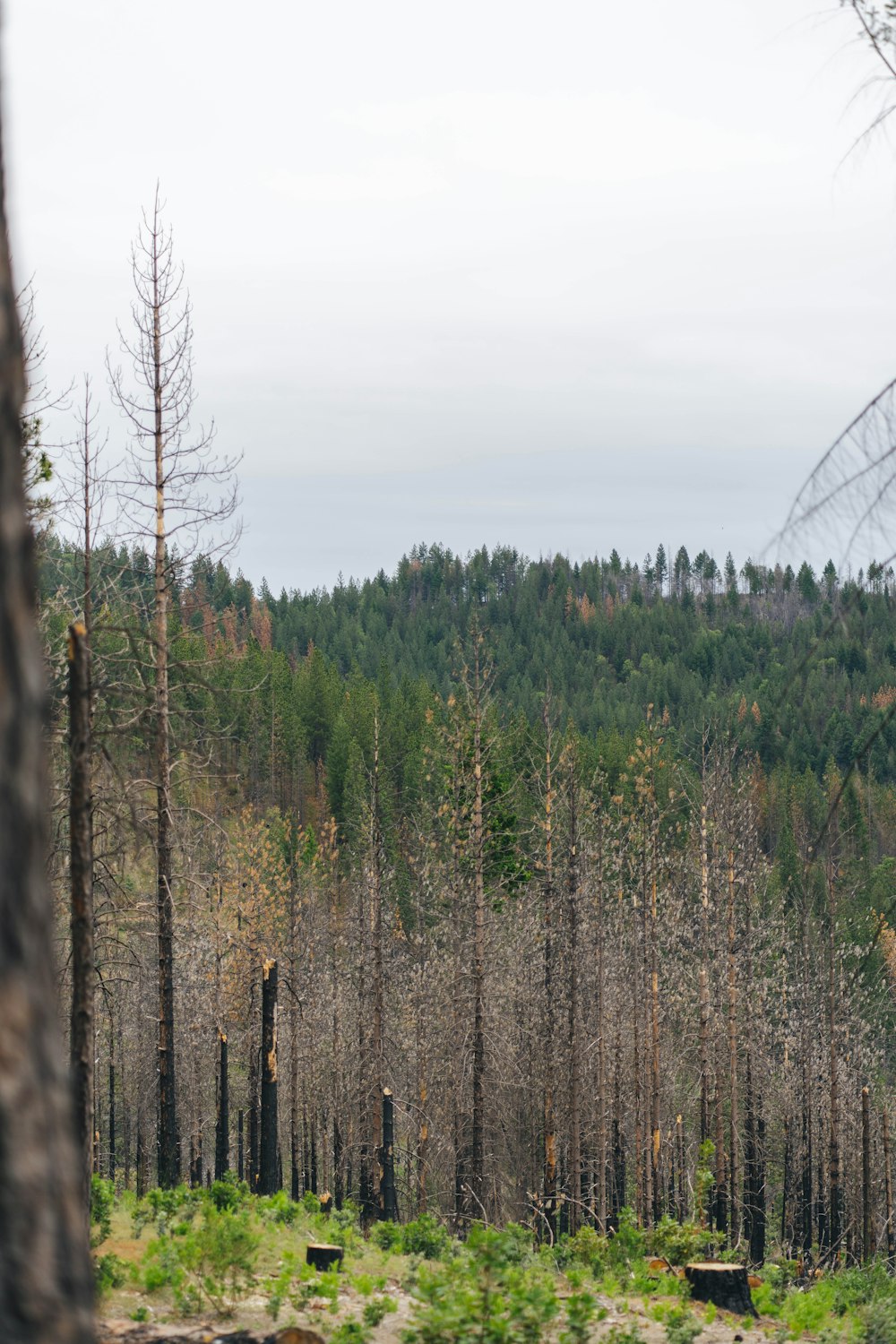 Une forêt remplie de grands arbres