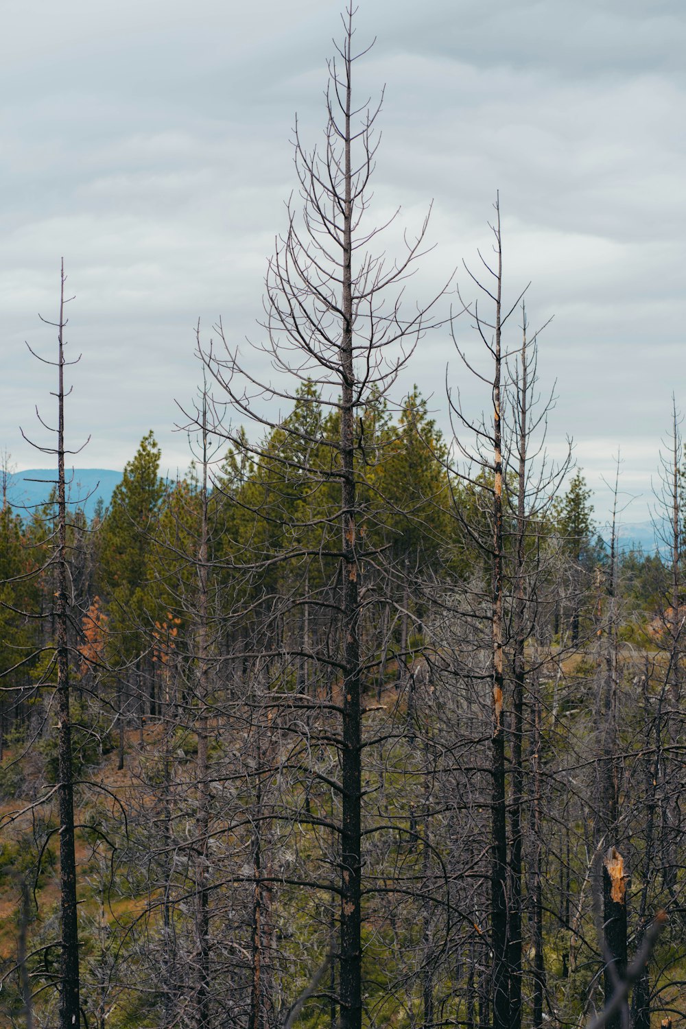 a person standing in the middle of a forest