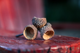 A cluster of empty acorn caps rests on a textured wooden surface, possibly a bench. The focus is on the acorn caps, with sharp detailing of their rough, textured surface. The background is softly blurred, emphasizing hues of red and green.