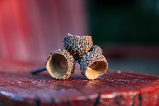 A cluster of empty acorn caps rests on a textured wooden surface, possibly a bench. The focus is on the acorn caps, with sharp detailing of their rough, textured surface. The background is softly blurred, emphasizing hues of red and green.