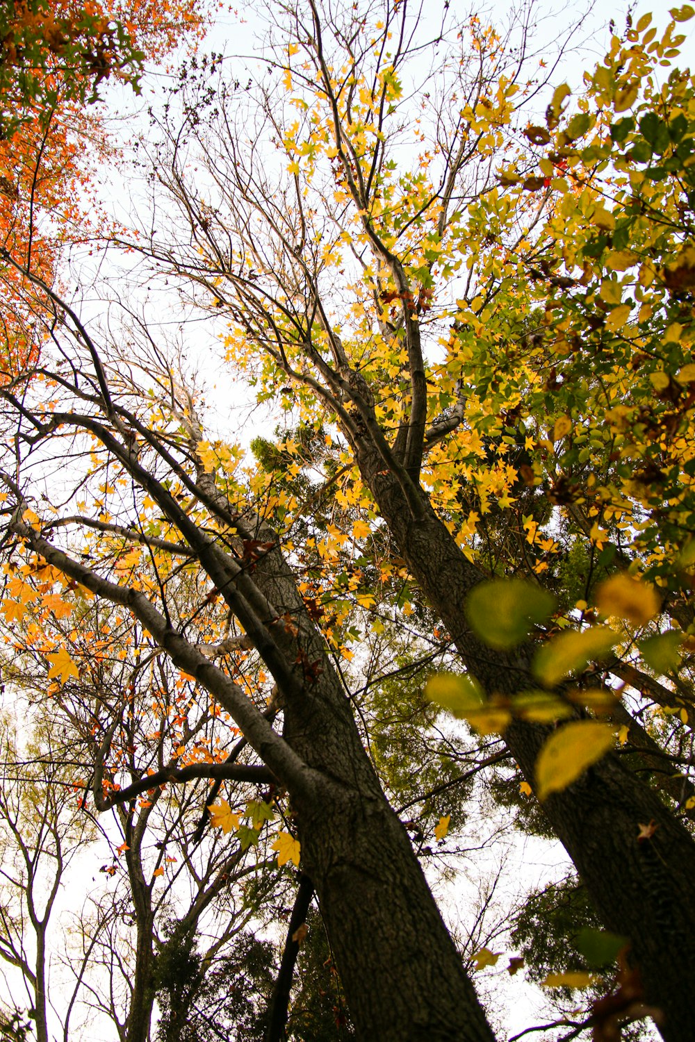 un groupe d’arbres aux feuilles jaunes et rouges