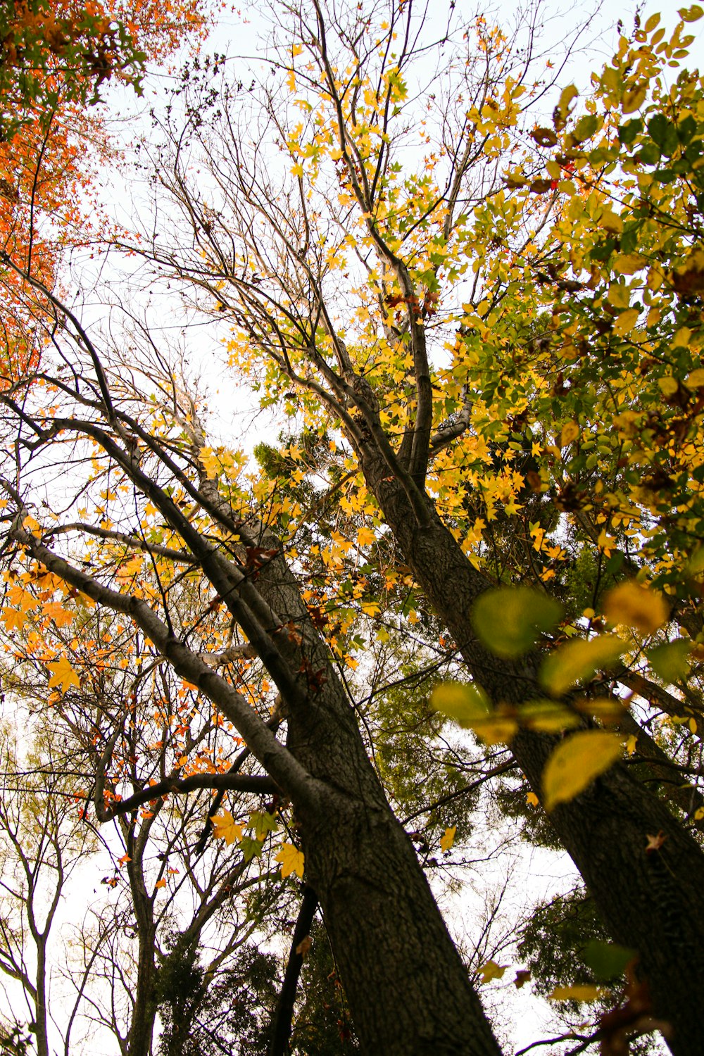 a group of trees with yellow and red leaves