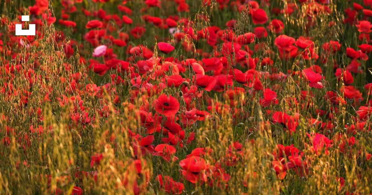 Un champ plein de fleurs rouges et d’herbe verte photo – Photo Rouge ...