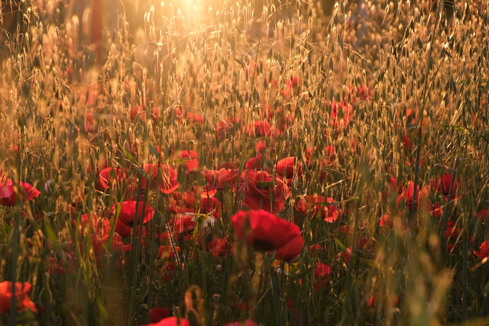 a field of red flowers with the sun in the background