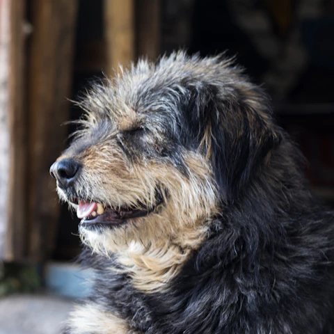 Black and brown Indian dog sitting on a pavement