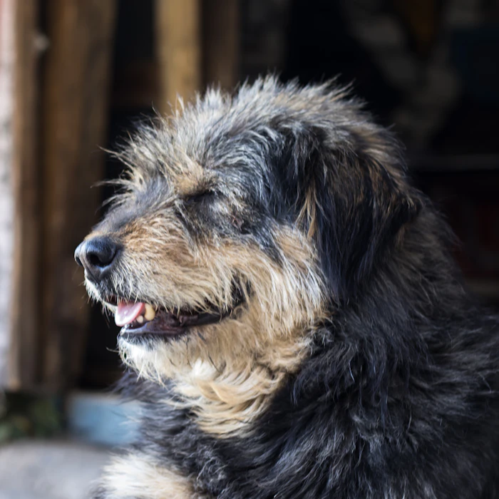 Black and brown Indian dog sitting on a pavement