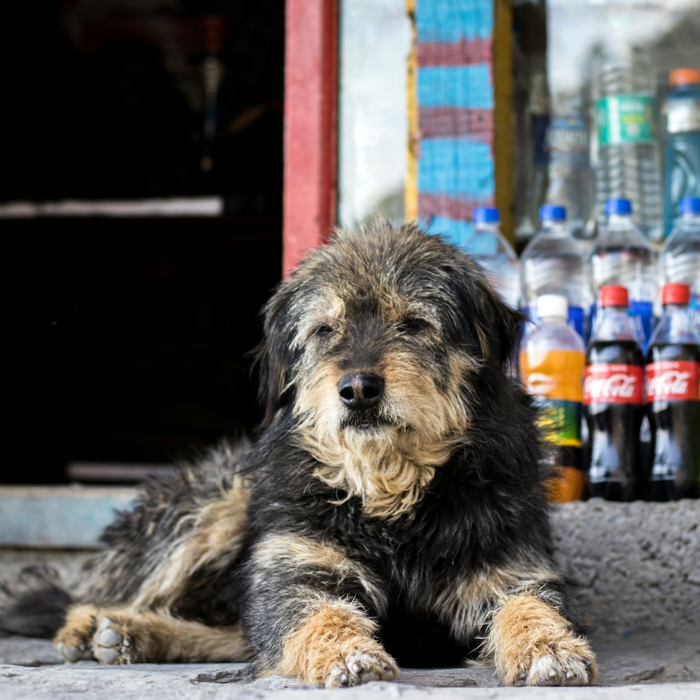 a black and brown dog laying next to a bottle of water