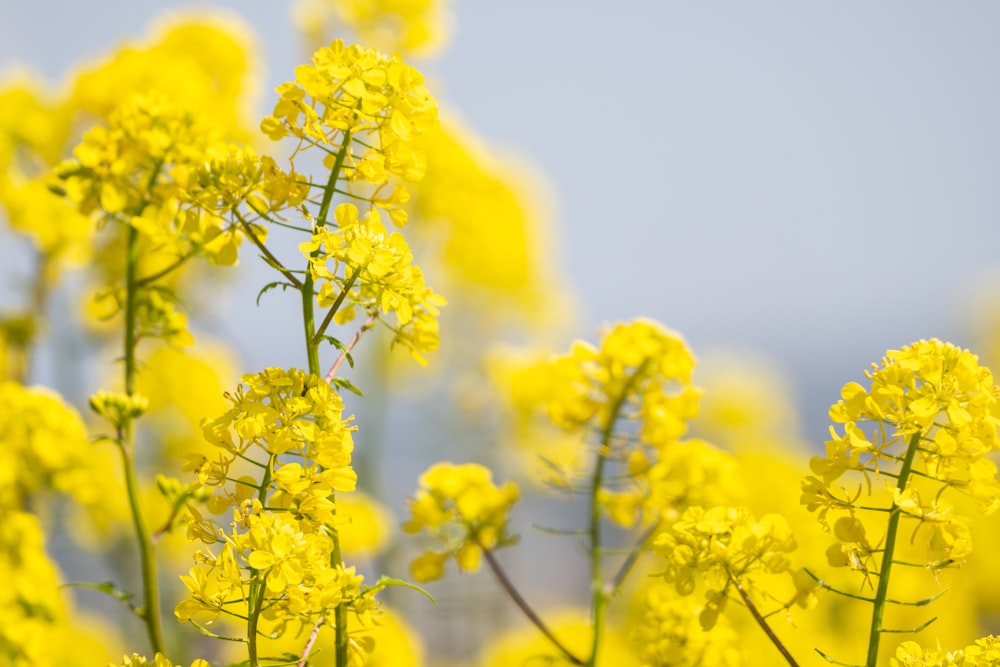 a field of yellow flowers with a sky background