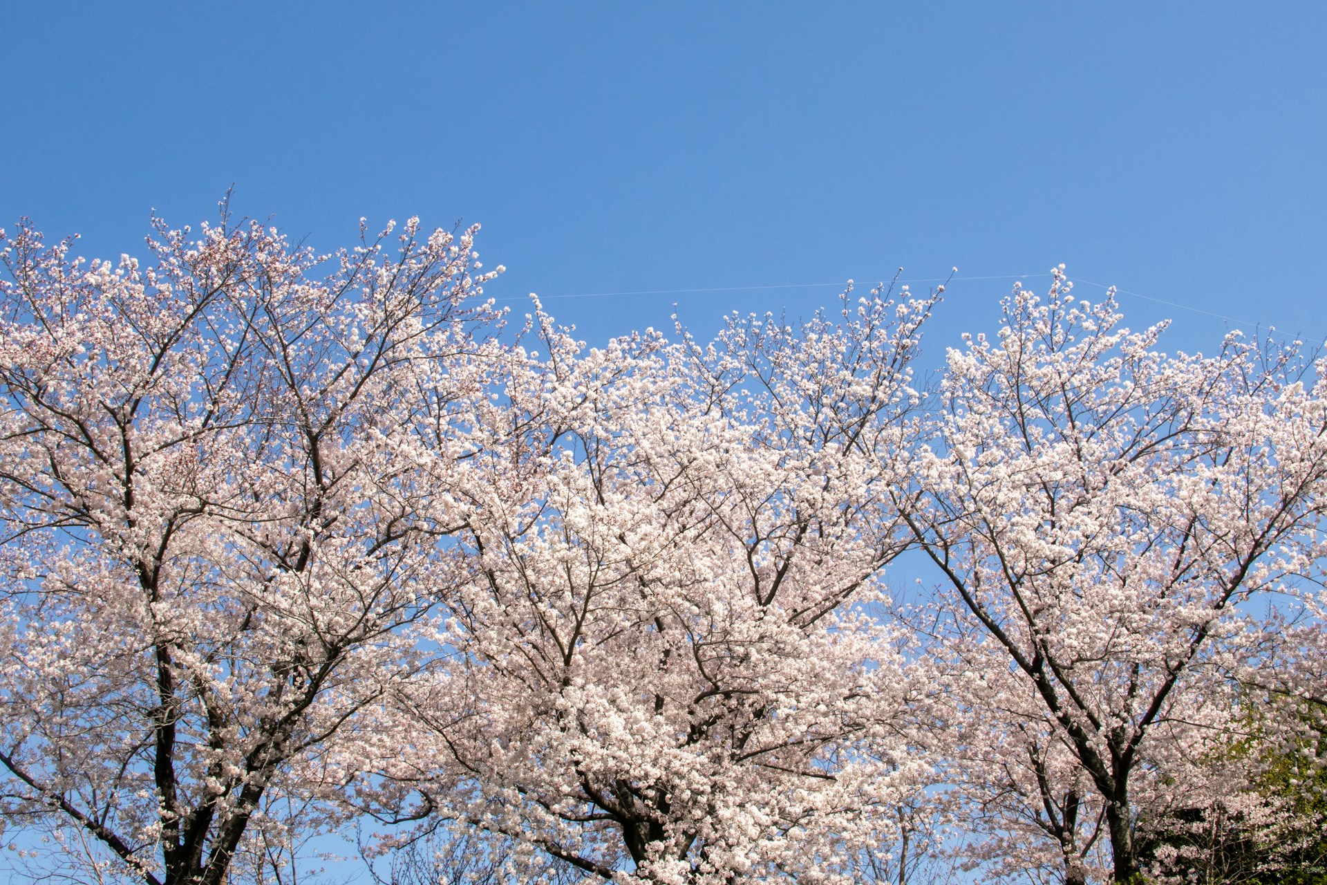 a group of trees with white flowers on them