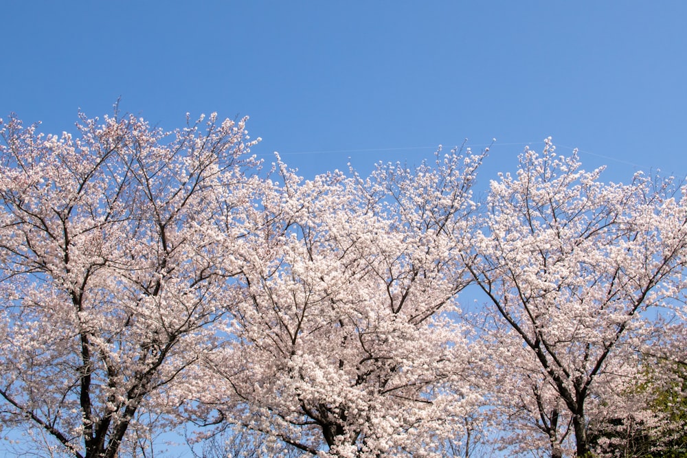 a group of trees with white flowers on them