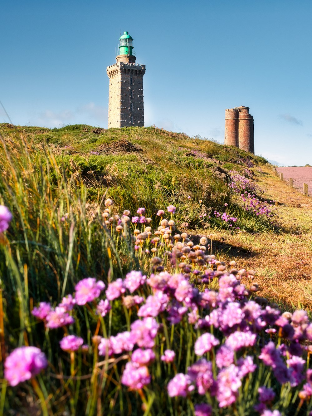 a lighthouse on a hill with purple flowers in the foreground