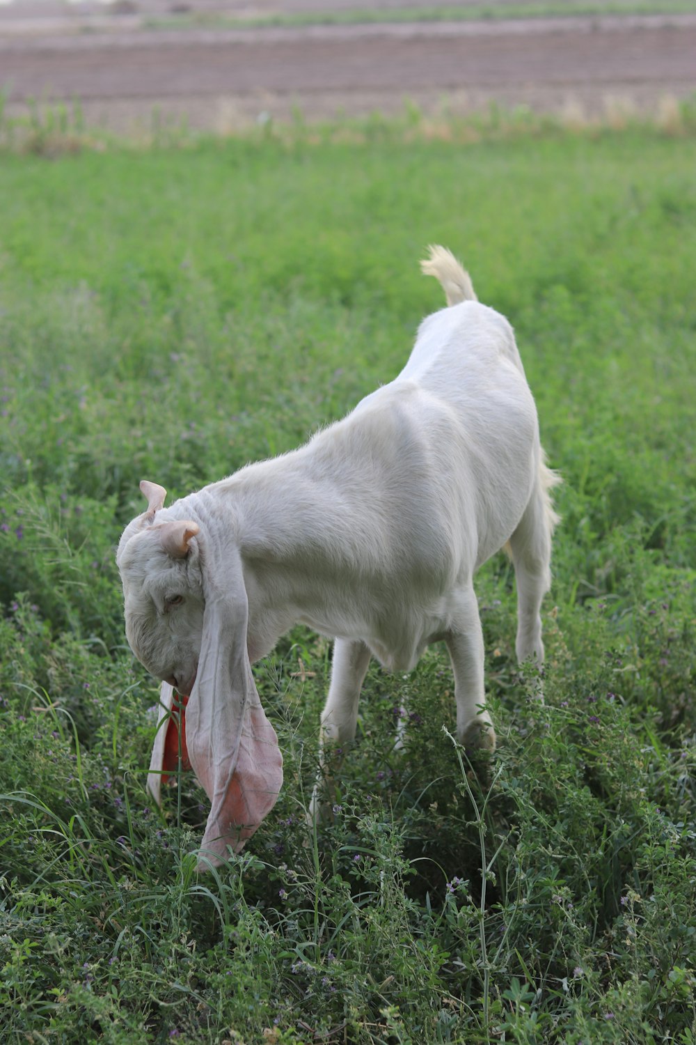 a white goat eating a piece of food in a field