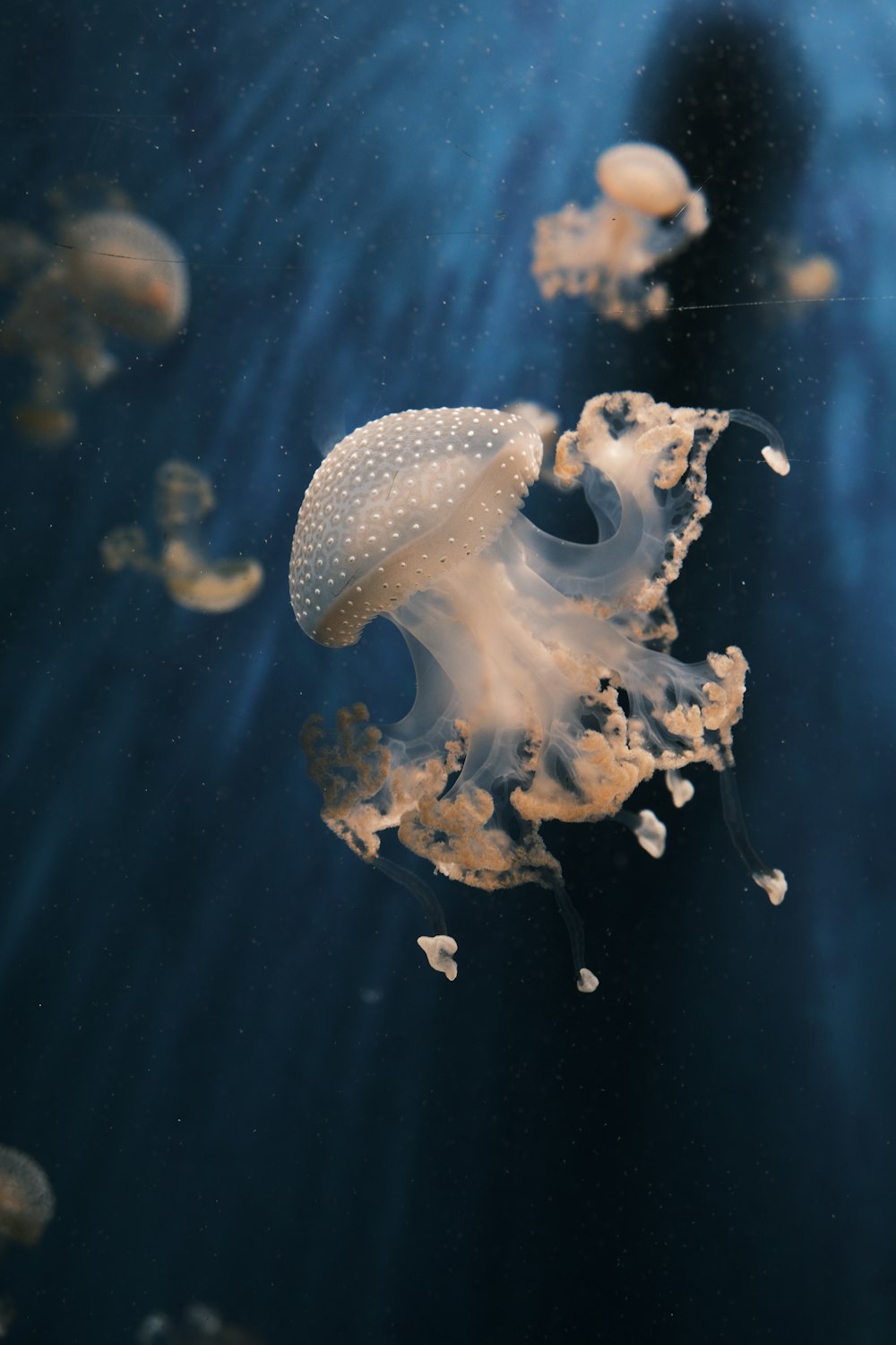 a group of jellyfish swimming in the ocean