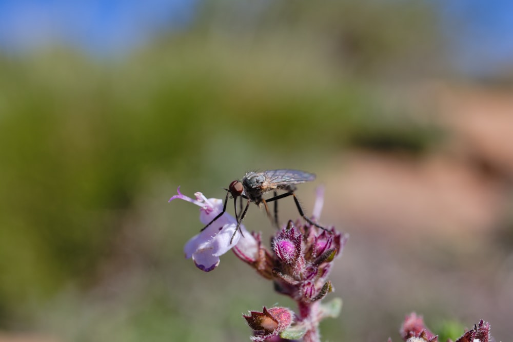 a fly sitting on top of a purple flower