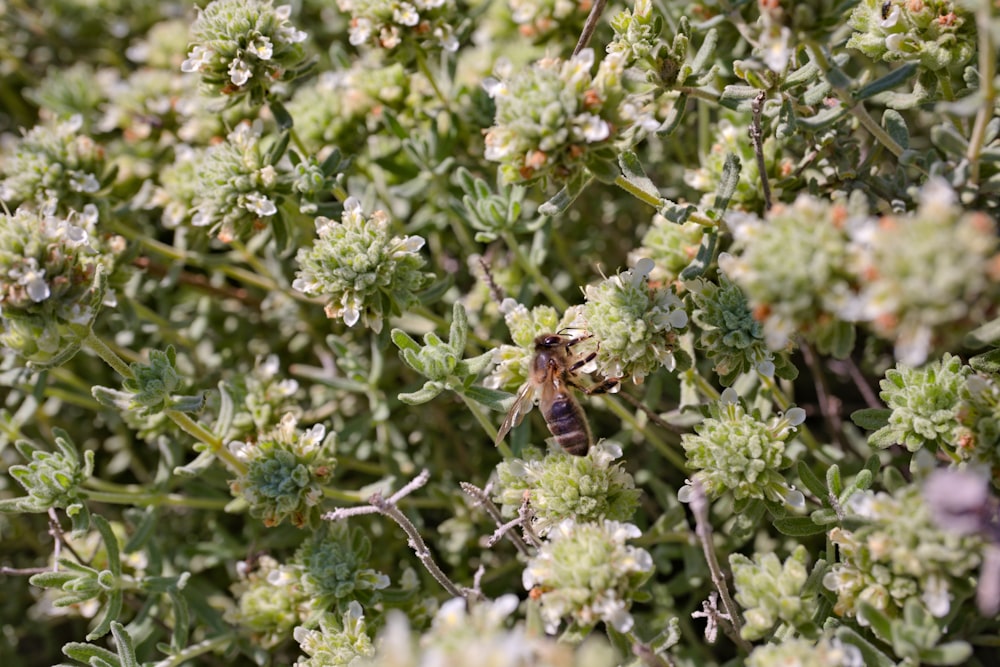 a close up of a plant with a bee on it