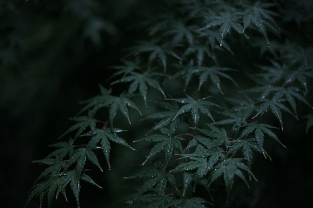 a close up of a plant with drops of water on it