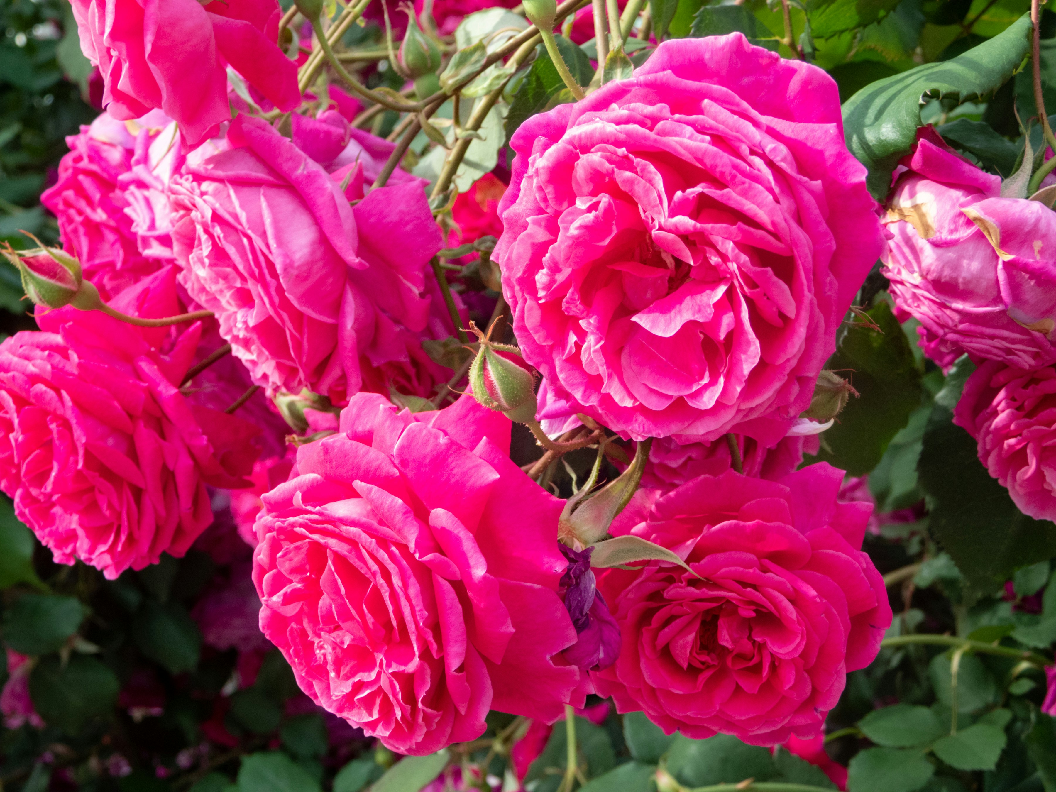 Photo by heppoko_yama