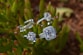 a couple of diamond rings sitting on top of a plant