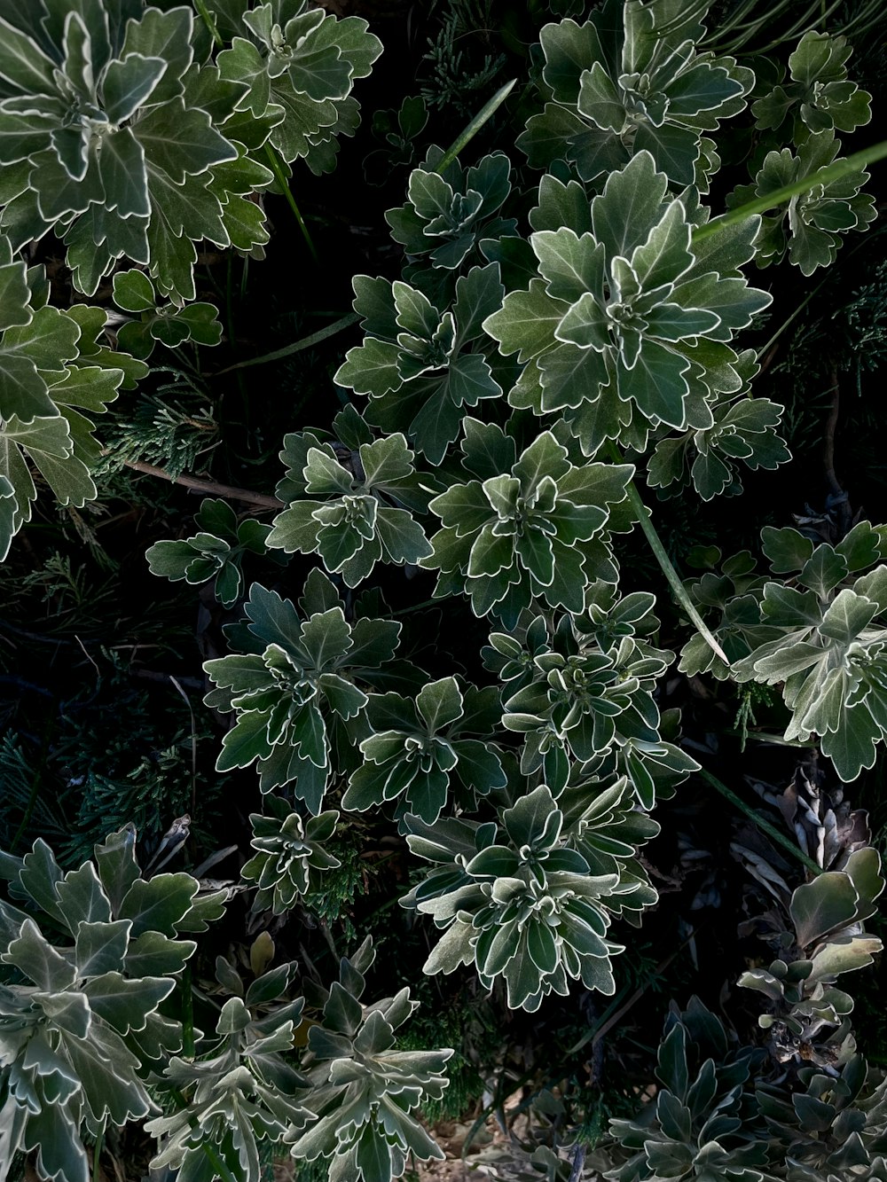 a close up of a plant with green leaves