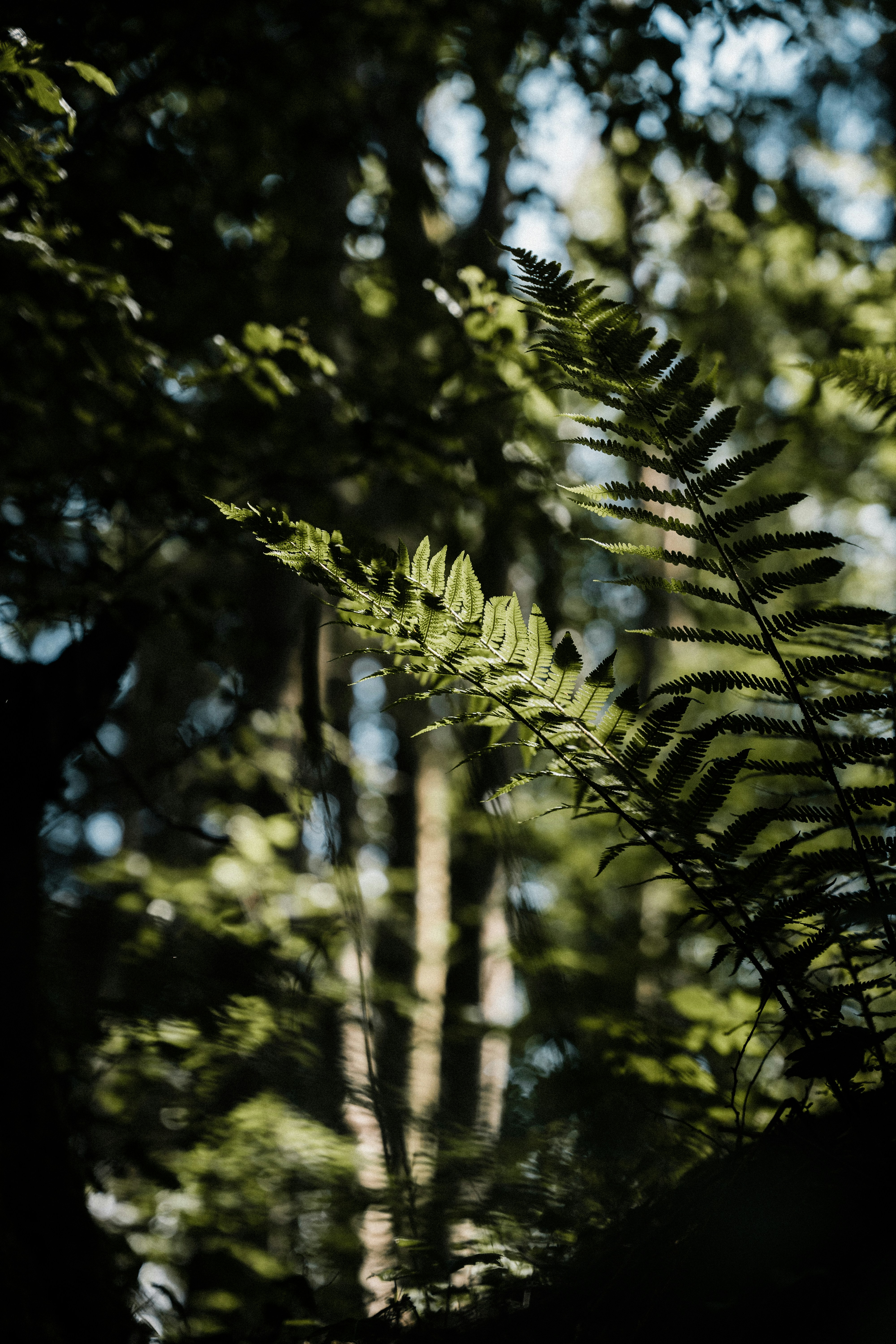 Photo by xandrovandewalle