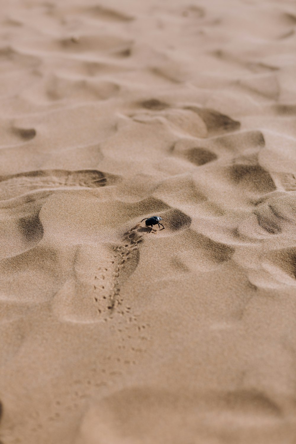 Die Fußabdrücke einer Person im Sand eines Strandes