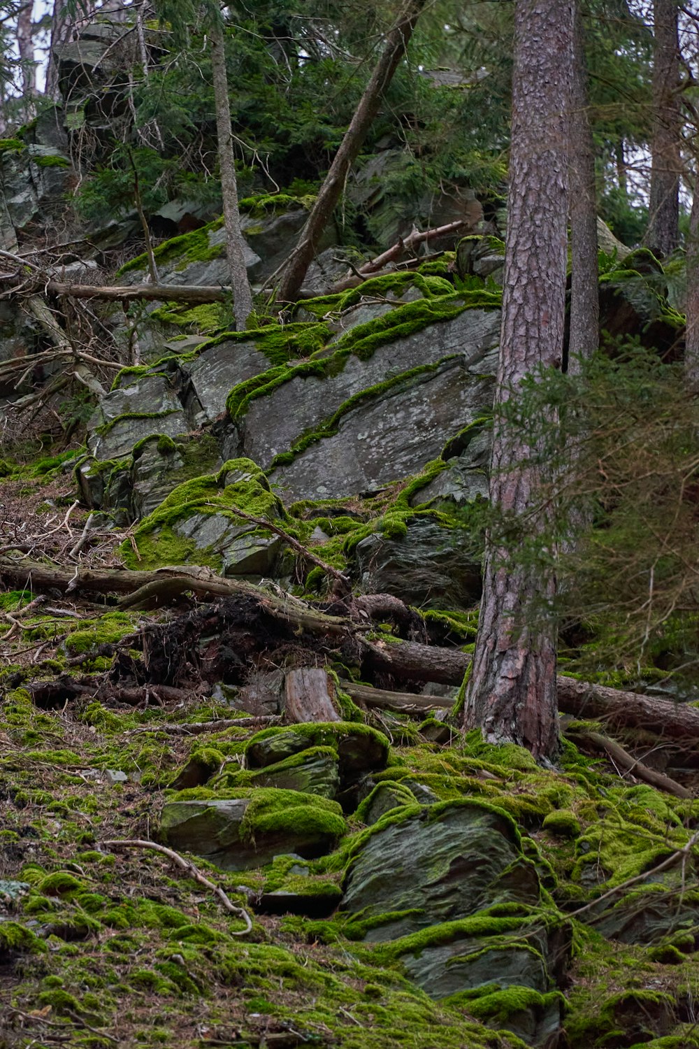 a bear is standing on a moss covered hill