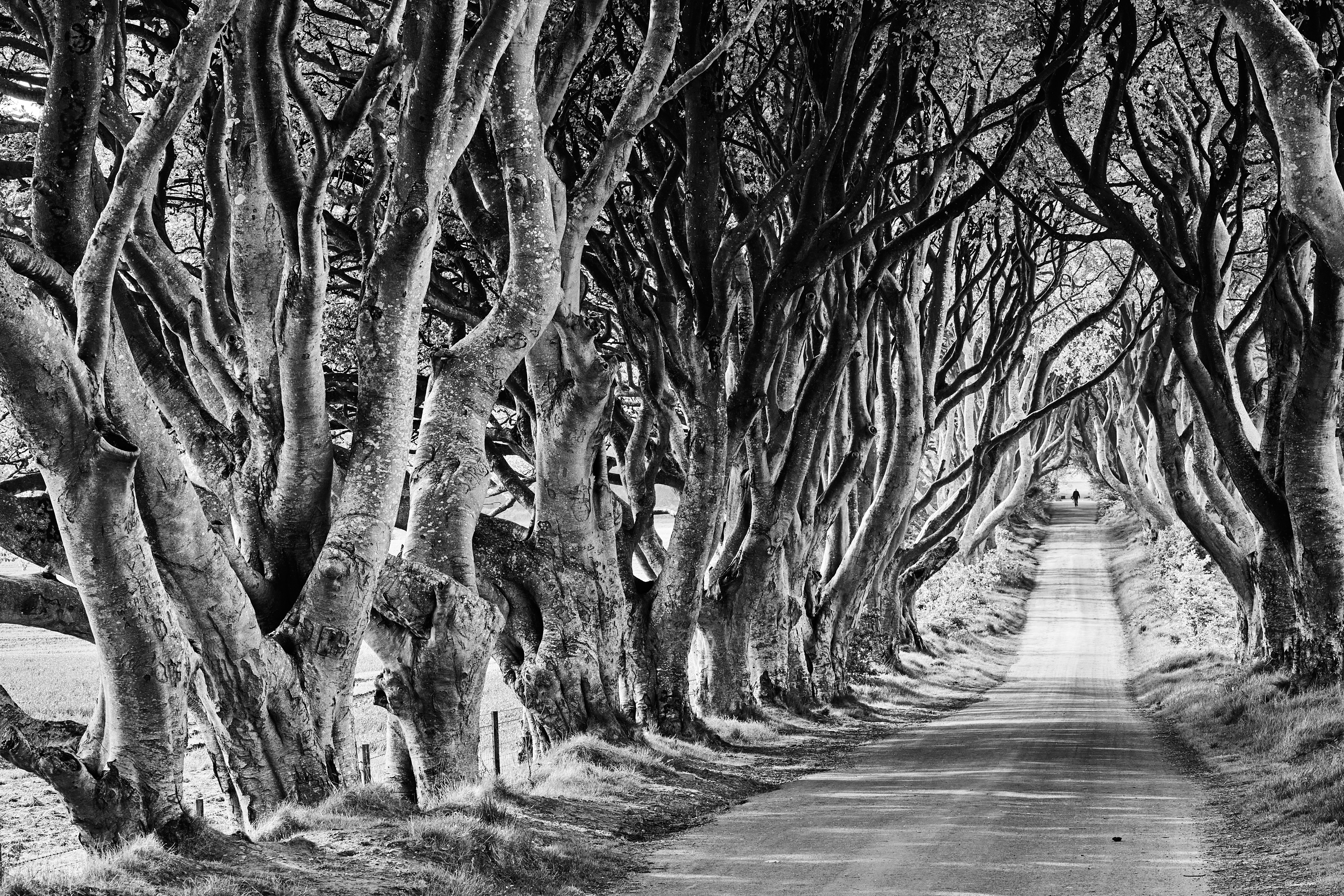 a black and white photo of a tree lined road
