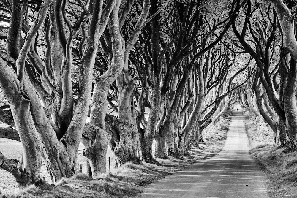 a black and white photo of a tree lined road