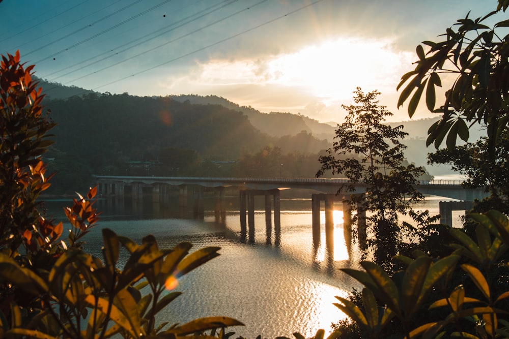 a bridge over a body of water surrounded by trees