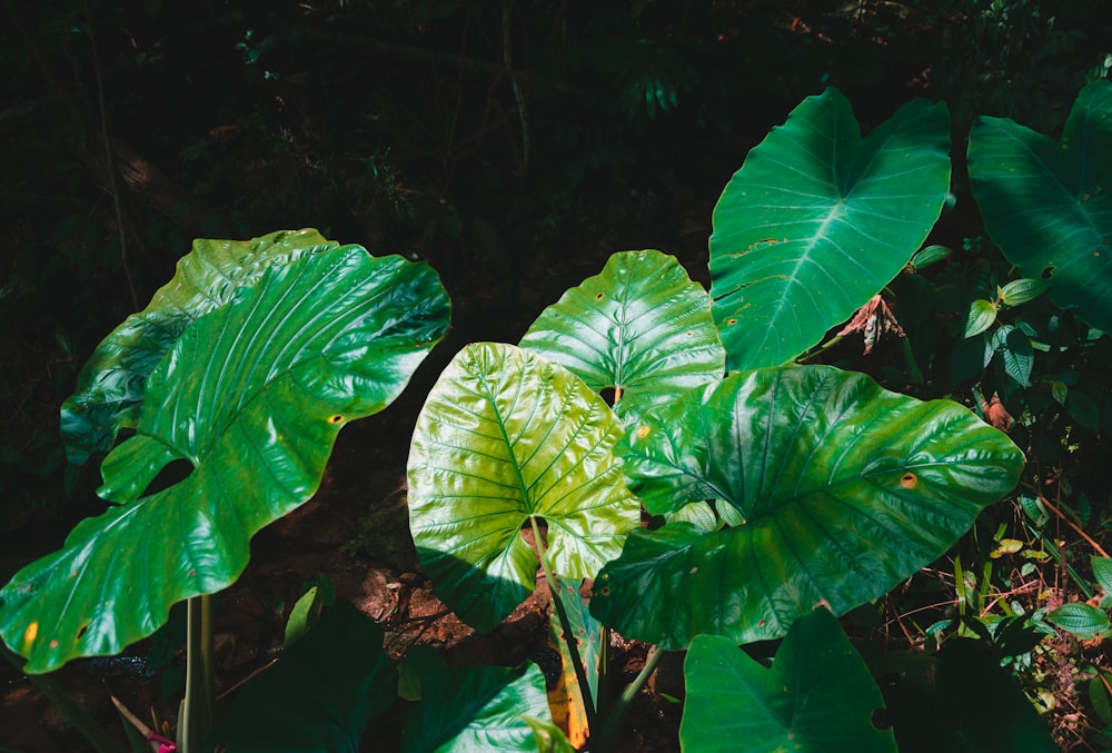 a large green leafy plant in the middle of a forest