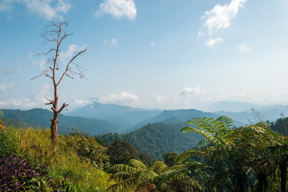 a tree in the middle of a lush green forest