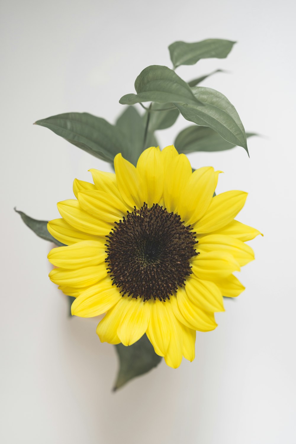 a yellow sunflower with green leaves on a white background