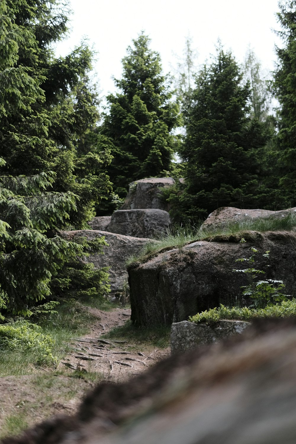 a bear walking through a forest filled with lots of trees