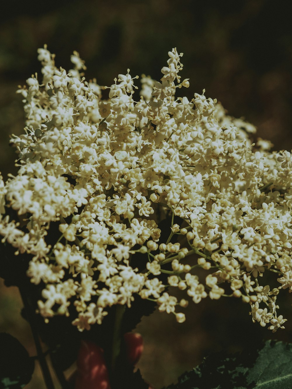 um close up de um ramo de flores brancas