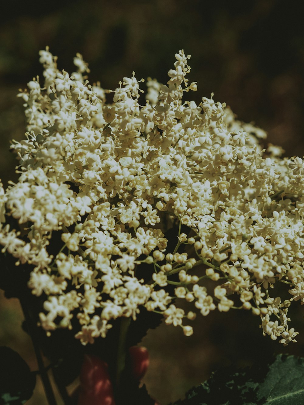 a close up of a bunch of white flowers