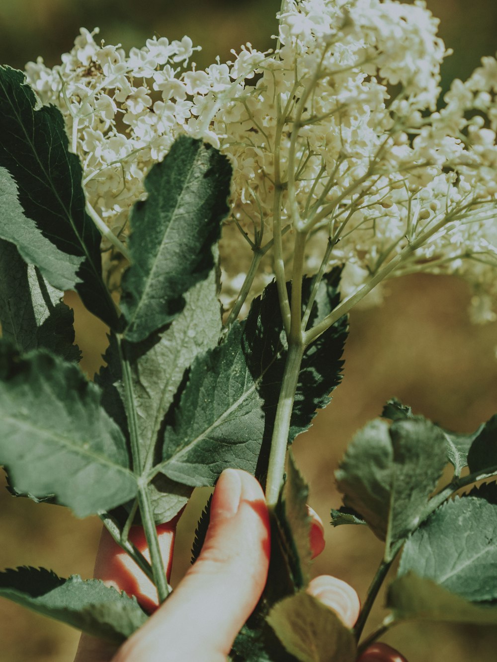 a person holding a bunch of flowers in their hand