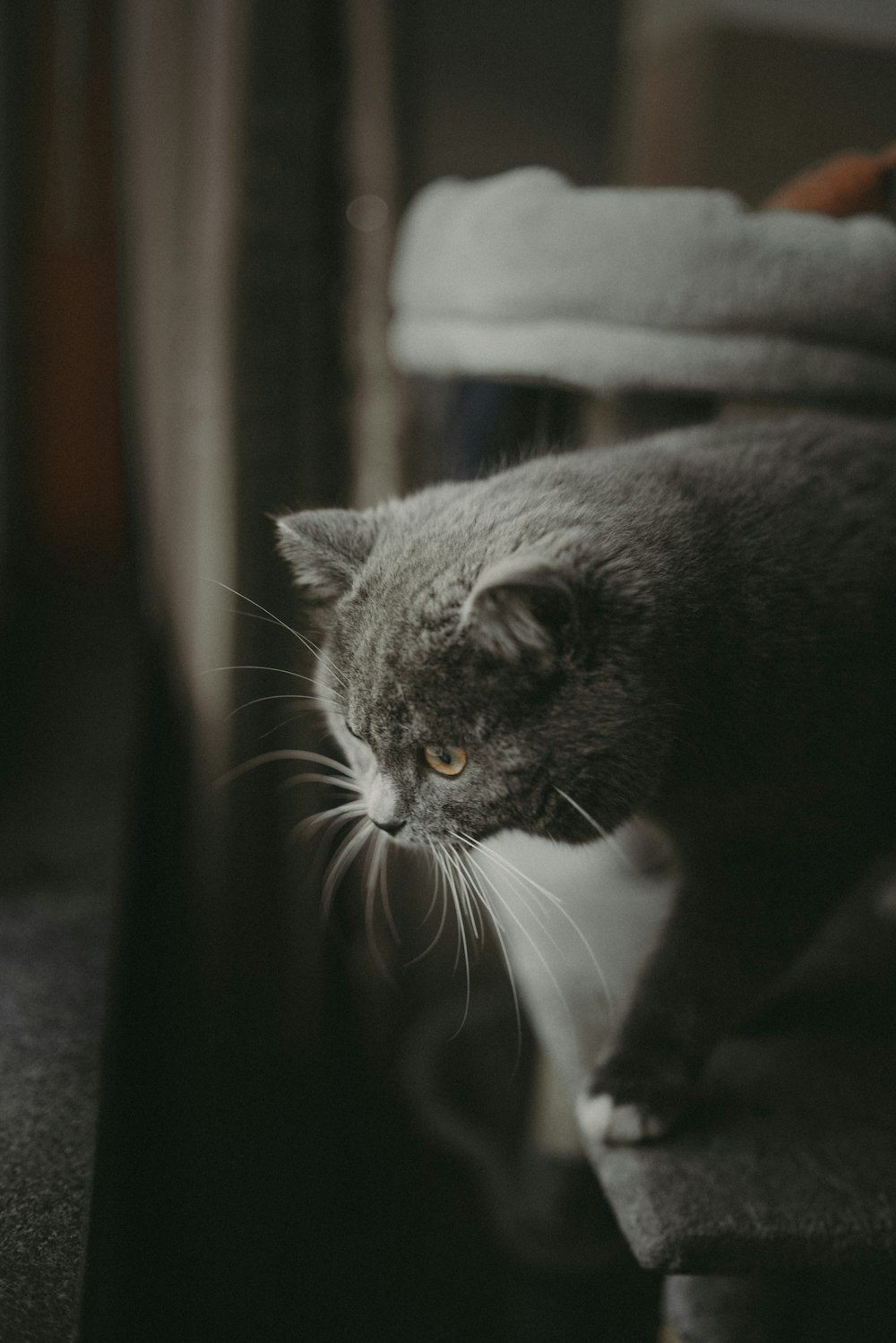 a gray cat standing on top of a wooden table