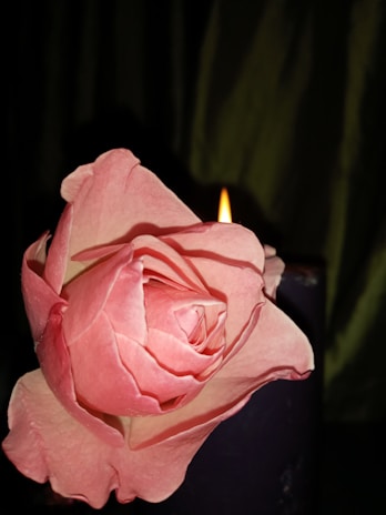 A close-up of a rose candle glowing softly.
