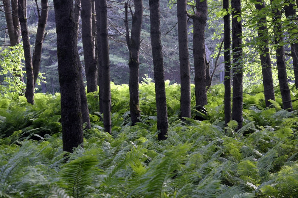 a lush green forest filled with lots of trees