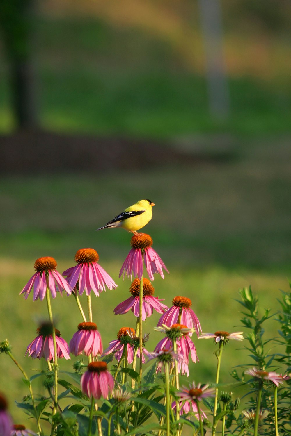 a yellow bird sitting on top of a pink flower