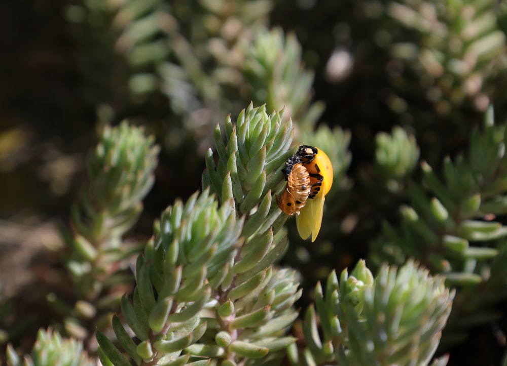 Un primer plano de una planta con una abeja en ella