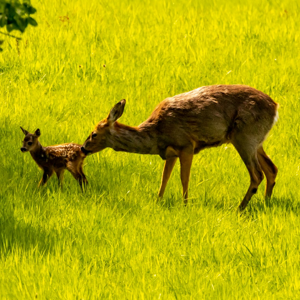 a mother deer and her baby in a grassy field