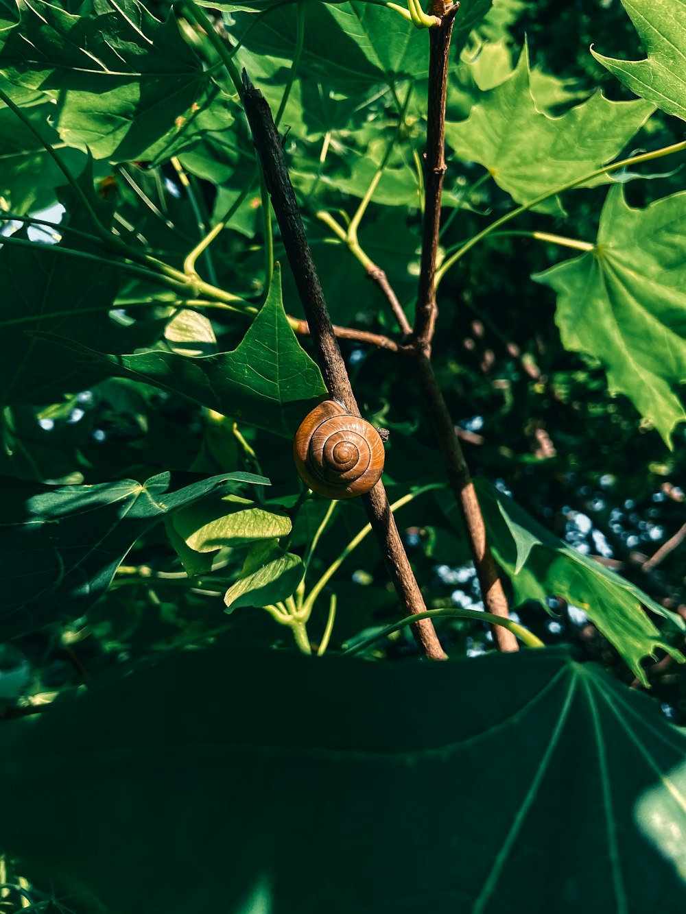 a snail is crawling on a tree branch