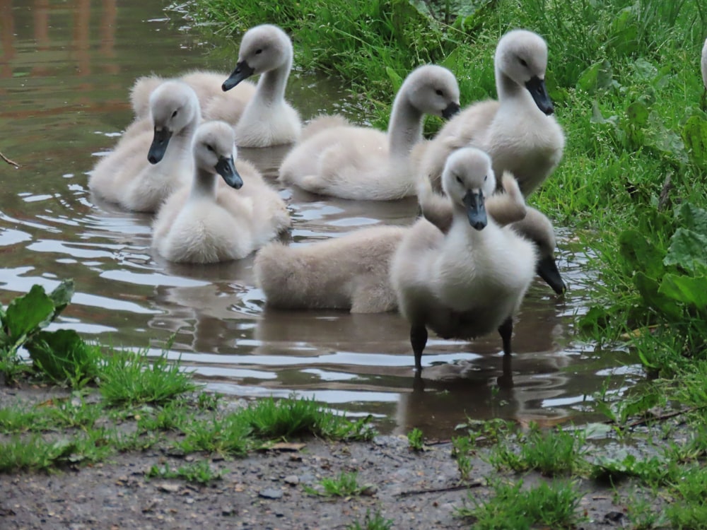 a flock of seagulls standing next to a body of water