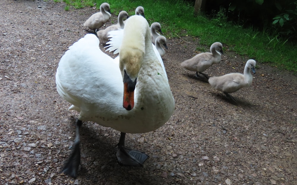 a flock of seagulls standing on grass