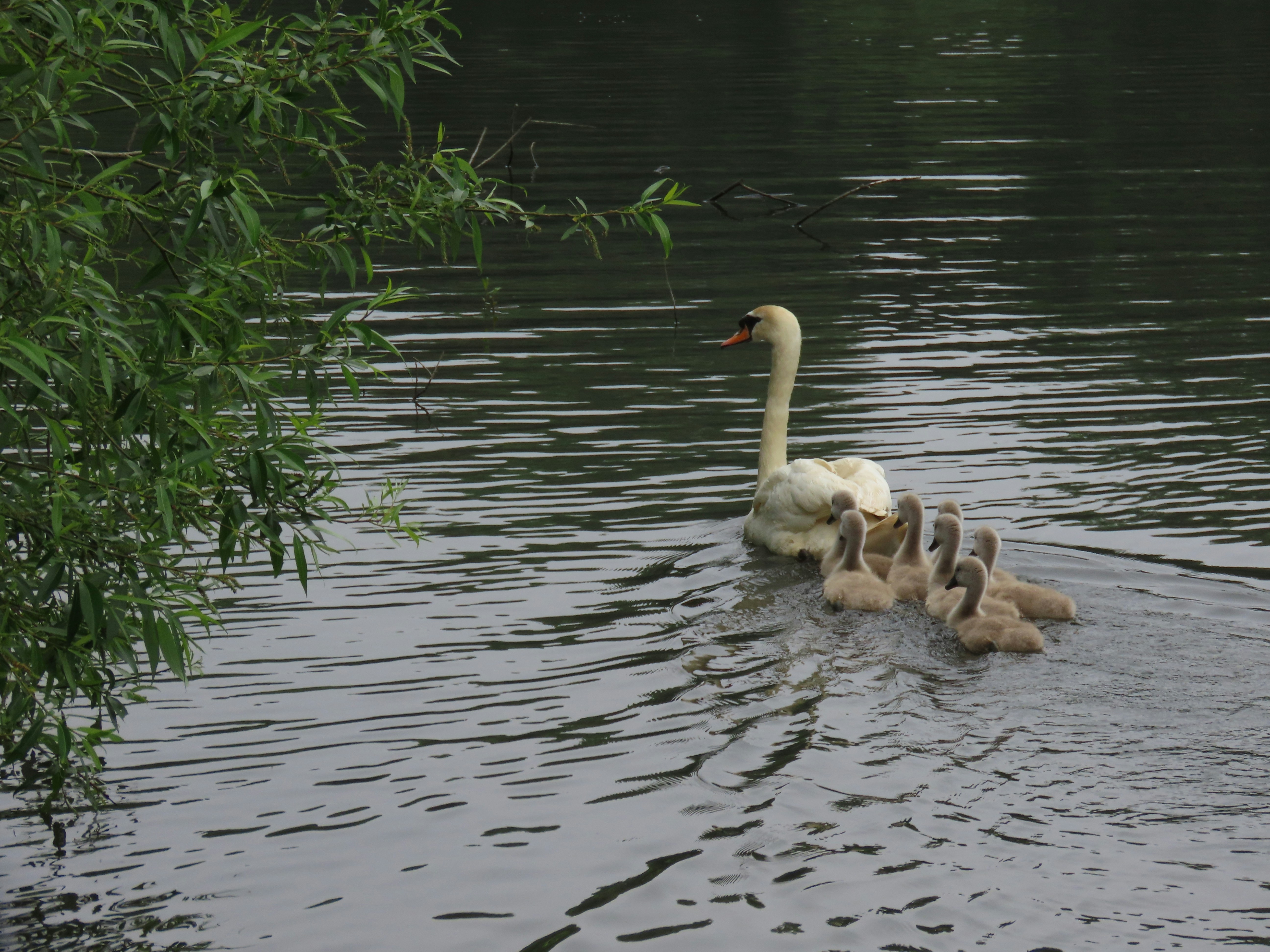a swan swimming in a body of water