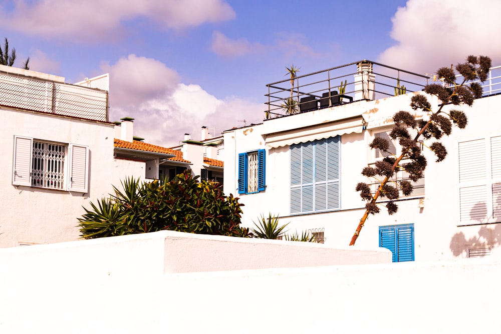 a white building with blue shutters and a tree